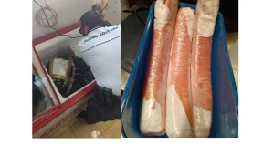 Anteprima di: Otranto, Guardia Costiera sequestra 115 kg di pescato e reti non conformi: sanzioni per 8mila euro