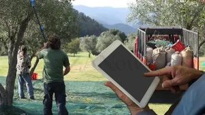 Anteprima di: Politiche Agricole, via libera al DAO olivicolo: Orgoglio Olivicolo sollecita altre misure