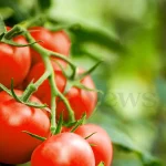 Anteprima di: Puglia, allarme salmonella: sospeso l'uso di pomodori freschi crudi