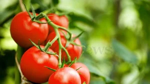 Anteprima di: Puglia, allarme salmonella: sospeso l'uso di pomodori freschi crudi