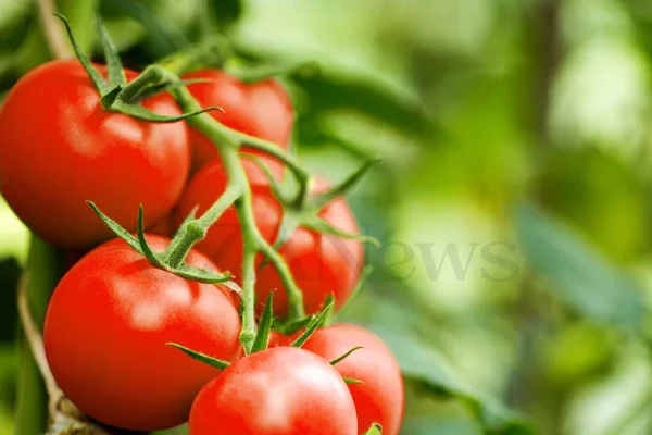 Puglia, allarme salmonella: sospeso l’uso di pomodori freschi crudi