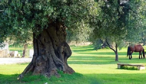 Foto: Puglia, via libera agli aiuti per la salvaguardia degli olivi secolari
