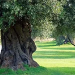 Anteprima di: Puglia, via libera agli aiuti per la salvaguardia degli olivi secolari