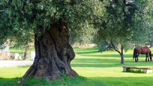 Anteprima di: Puglia, via libera agli aiuti per la salvaguardia degli olivi secolari