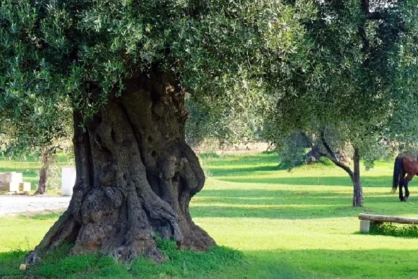 Puglia, via libera agli aiuti per la salvaguardia degli olivi secolari