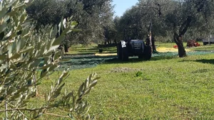 Salento, campagna olearia 2026: qualità e rincari, le sfide dell’olio nuovo
