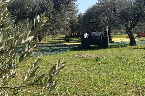 Salento, campagna olearia 2026: qualità e rincari, le sfide dell’olio nuovo