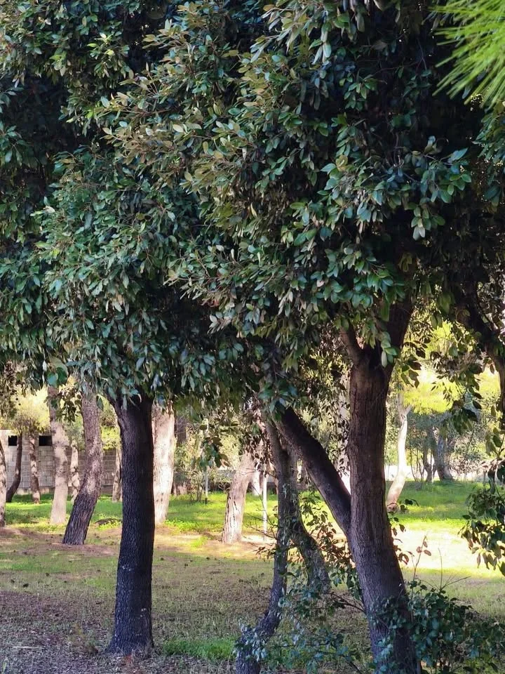 Dettaglio 6: Taviano, 'Sentieri di terra e di mare': nuova passeggiata botanica verso Punta Pizzo