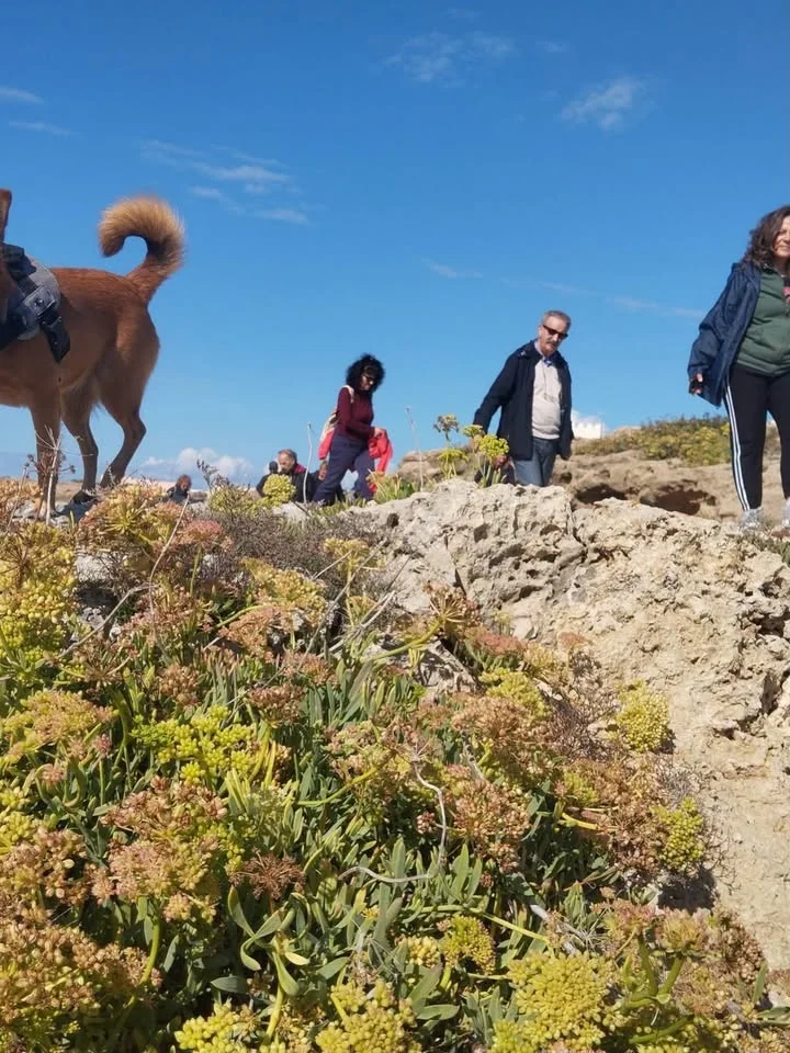 Dettaglio 7: Taviano, 'Sentieri di terra e di mare': nuova passeggiata botanica verso Punta Pizzo