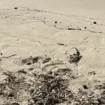 Anteprima di: Ugento, seconda tartaruga marina morta in due giorni: ritrovamento a Torre San Giovanni