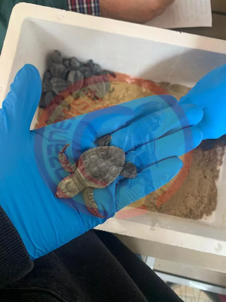 liberate 60 tartarughe