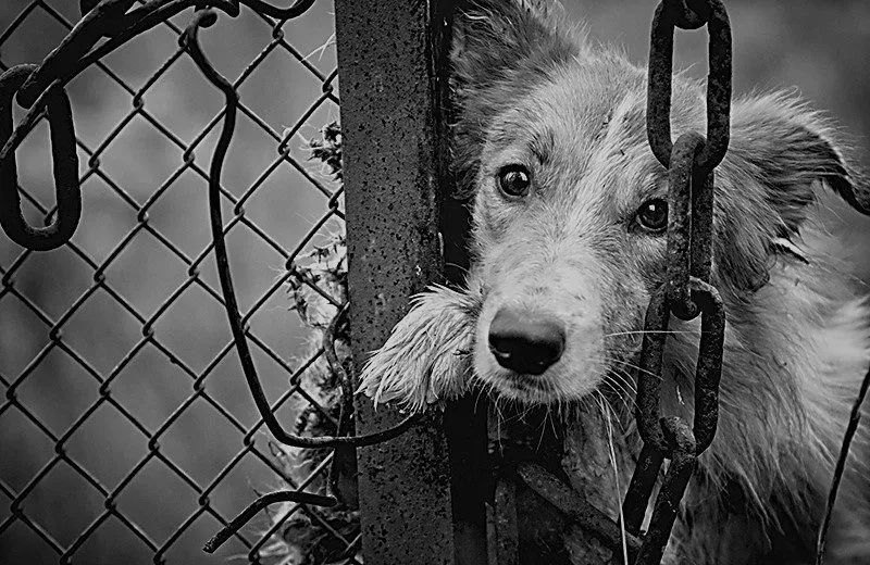 Cane In Gabbia 800x520 1