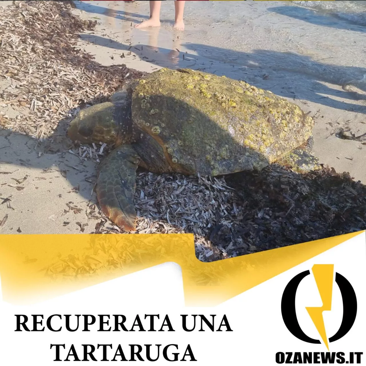 recuperata una tartaruga a ugento