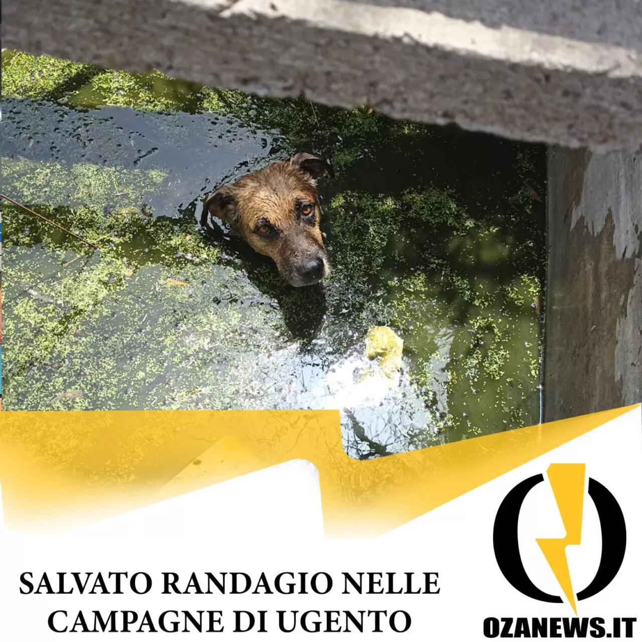salvato randagio