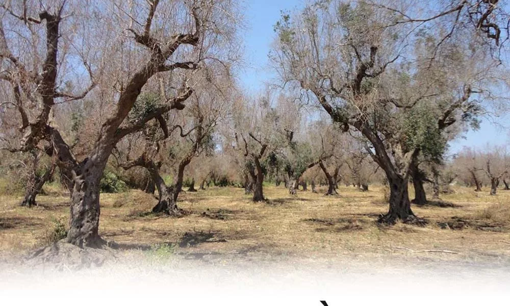 La Distruzione Di Cio Che Siamo Il Disastro Xylella Fastidiosa