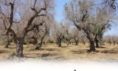 La Distruzione Di Cio Che Siamo Il Disastro Xylella Fastidiosa