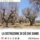 La Distruzione Di Cio Che Siamo Il Disastro Xylella Fastidiosa