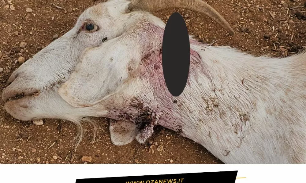 I Lupi In Salento Stanno Diventando Un Problema 1