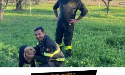 Cutrofiano Cane Salvato Dai Vigili Del Fuoco