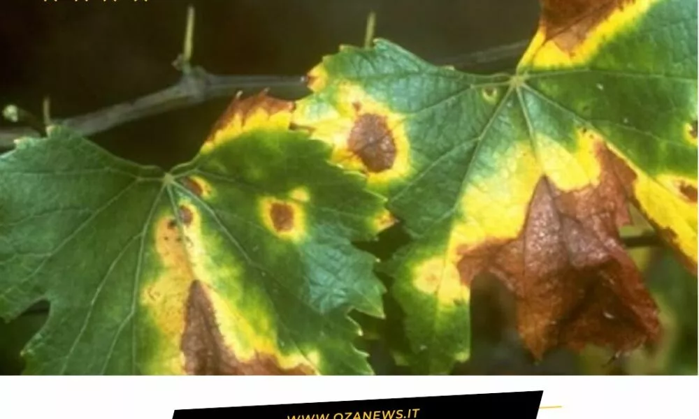 La Xylella Colpisce Anche Le Viti Salentine