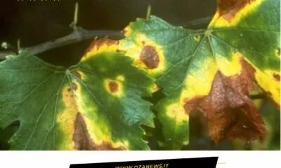 La Xylella Colpisce Anche Le Viti Salentine