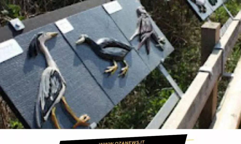 Ancora Soldi Per Il Parco E Gli Ipovedenti Di Ugento