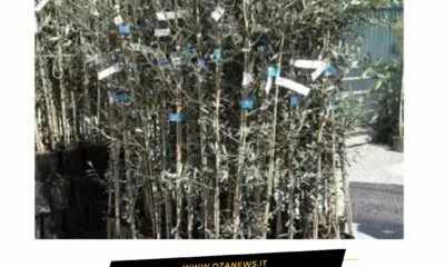 A Taurisano Assegnazione Gratuita Di Piante Tolleranti Alla Xylella