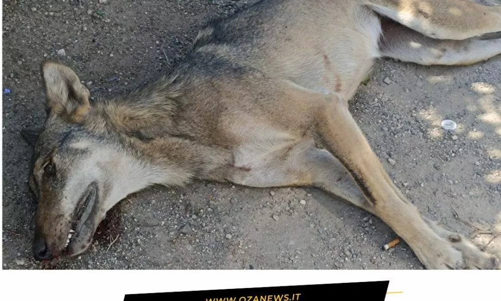 Giovane Lupo Investito Alle Porte Della Marina Di Torre San Giovanni