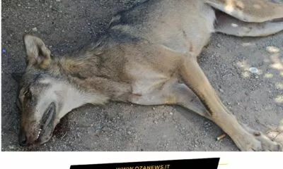 Giovane Lupo Investito Alle Porte Della Marina Di Torre San Giovanni