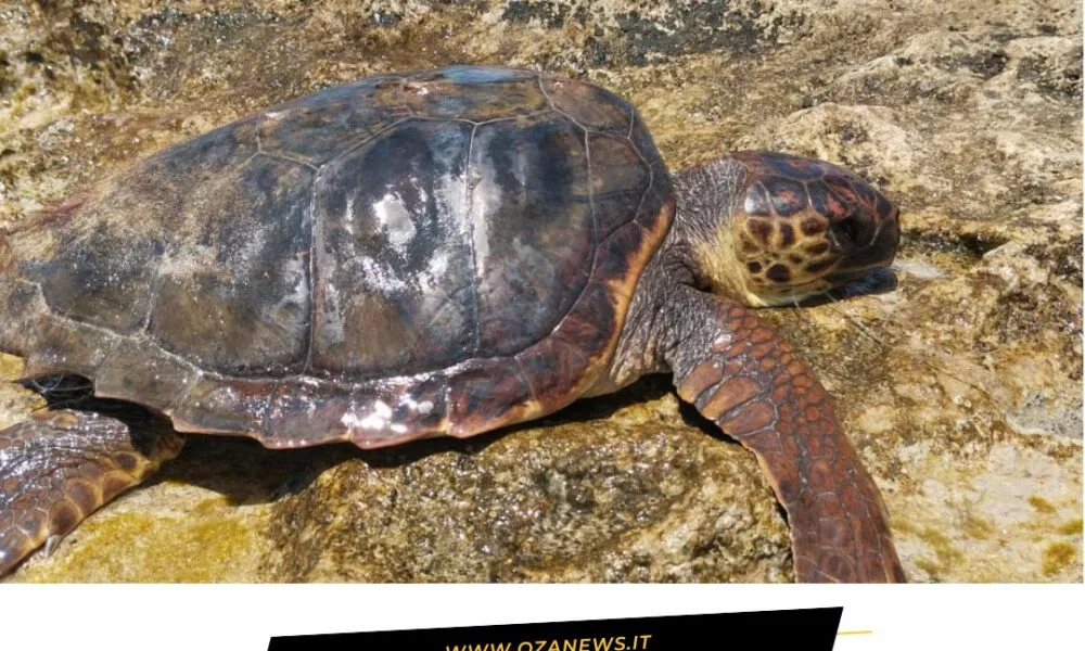 Mancaversa Tartaruga Marina Trovata Senza Vita Ma Nessuno Vuole Vederla