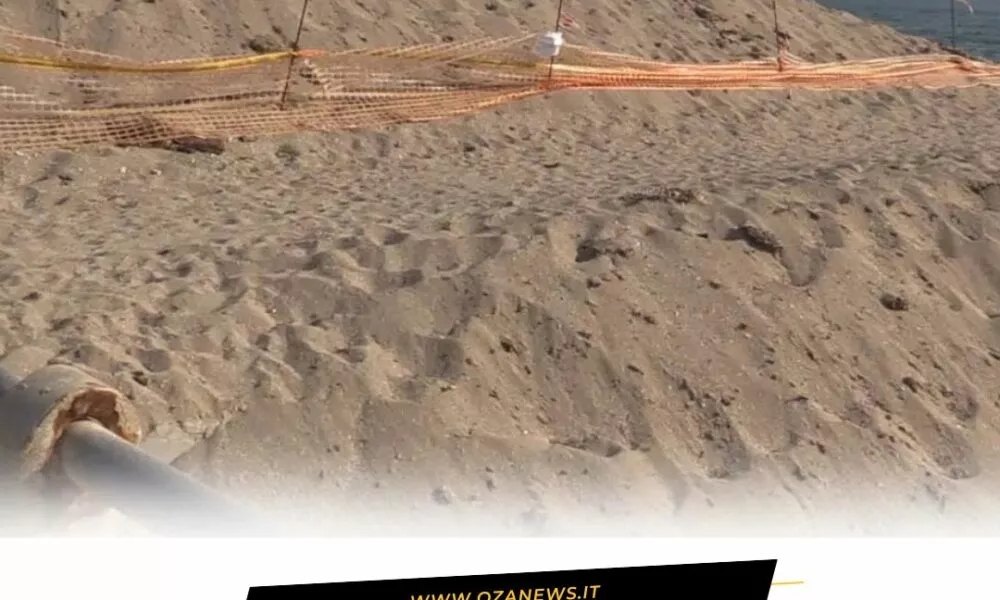 Cassazione Confermate Le Condanne Per Il Deposito Incontrollato Di Posidonia A Ugento