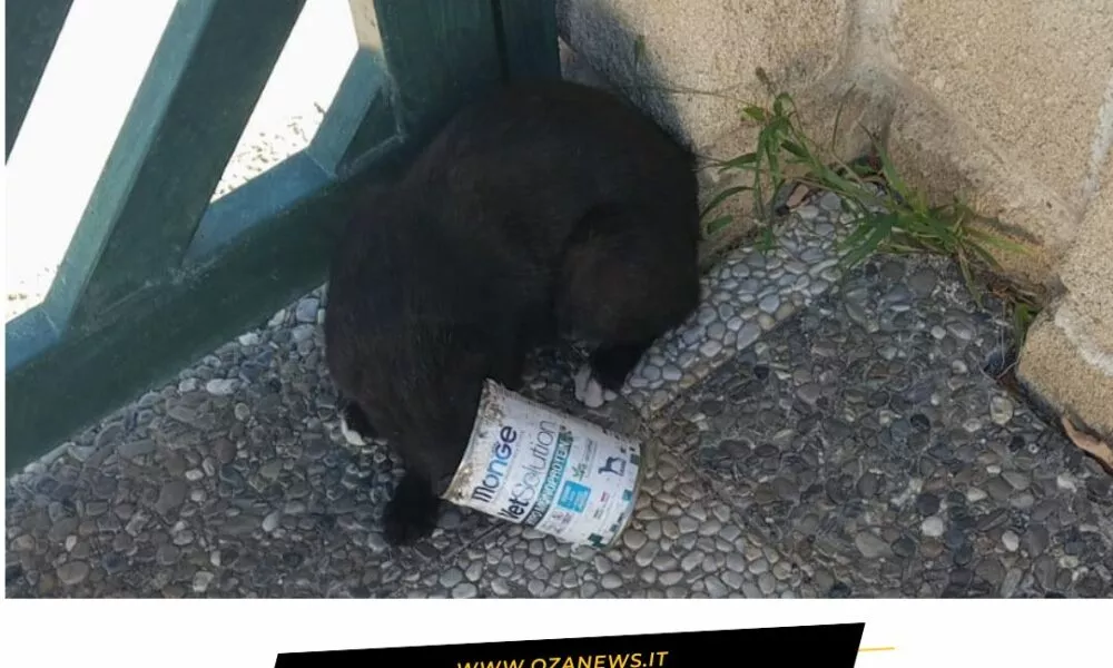 Torre San Giovanni Gattino Rimane Incastrato In Una Latta 1