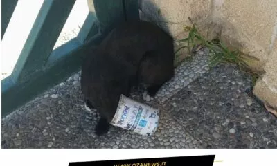 Torre San Giovanni Gattino Rimane Incastrato In Una Latta 1