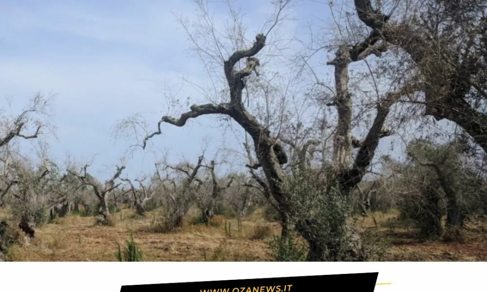 Ugento Affidato Lincarico Per I Rilievi Sulla Xylella