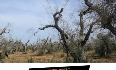 Ugento Affidato Lincarico Per I Rilievi Sulla Xylella