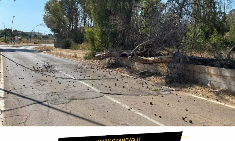 Albero Secco Cade In Strada A Torre Mozza