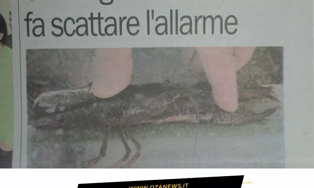 Il Gambero Killer E Quellallarme Inascoltato