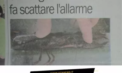 Il Gambero Killer E Quellallarme Inascoltato