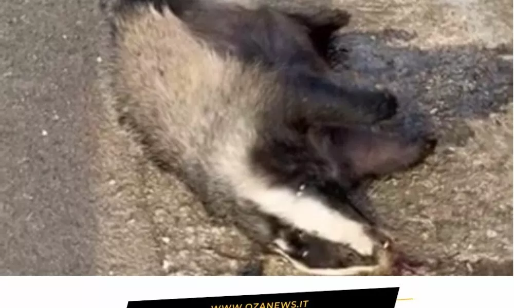 Dead badger on the roadside between Ugento and Torre San Giovanni. Roadkill.