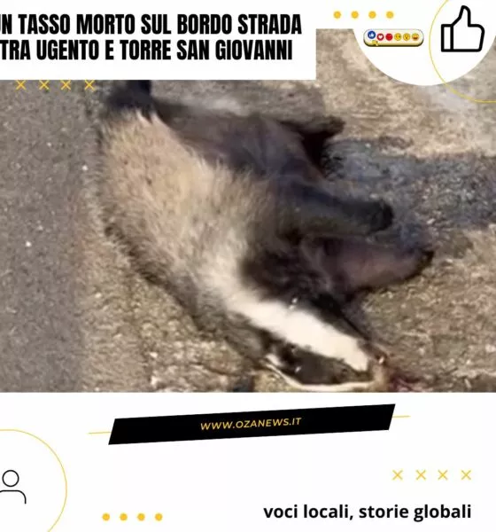 Dead badger on the roadside between Ugento and Torre San Giovanni. Roadkill.