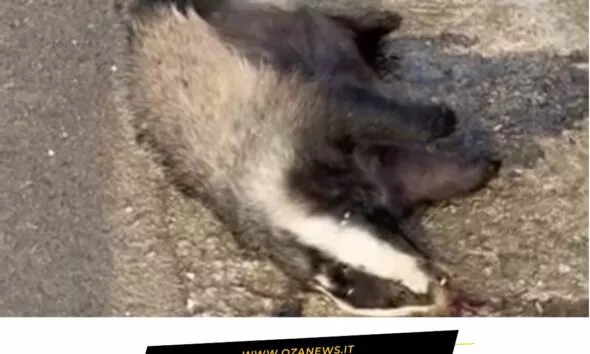 Dead badger on the roadside between Ugento and Torre San Giovanni. Roadkill.