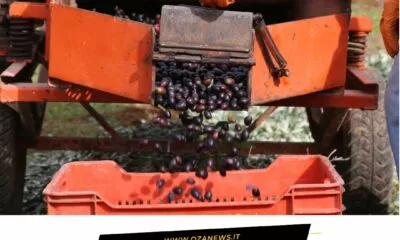 Lagricoltura Pugliese E Al Collasso